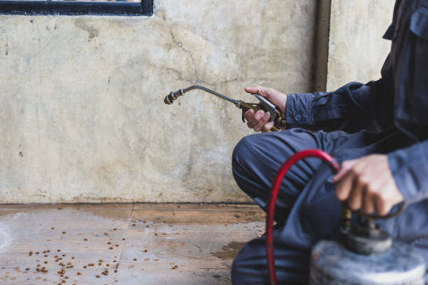 Flea Control Services in San Manuel, AZ